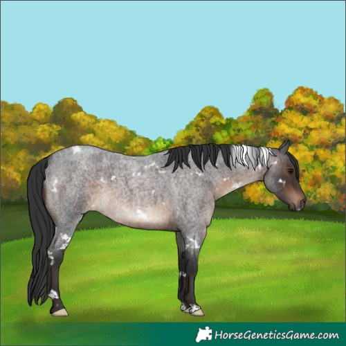 Horse Color:White Spotted Brown Roan 