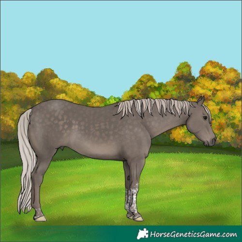 Horse Color:Silver Black Tobiano 