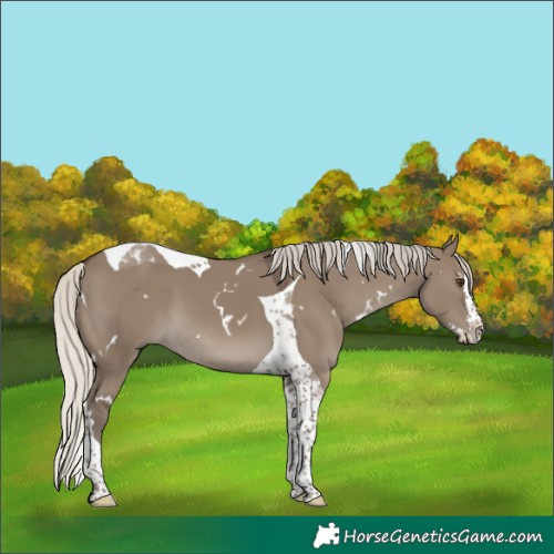 Horse Color:White Spotted Silver Smoky Grullo Splash Tobiano