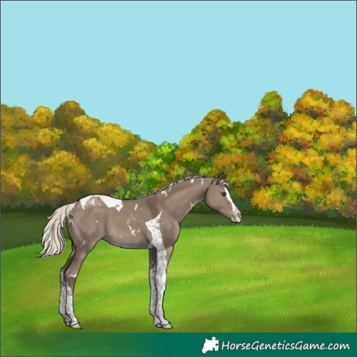 Horse Color:White Spotted Silver Smoky Grullo Splash Tobiano