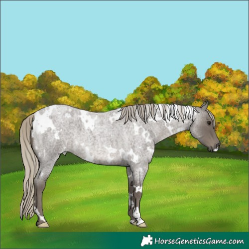 Horse Color:White Spotted Silver Smoky Blue Roan