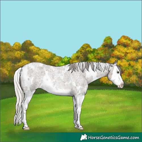 Horse Color:White Spotted Silver Smoky Grullo Roan Splash