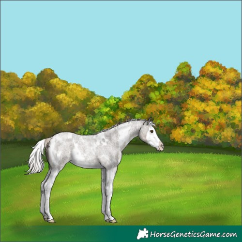 Horse Color:White Spotted Silver Smoky Grullo Roan Splash 