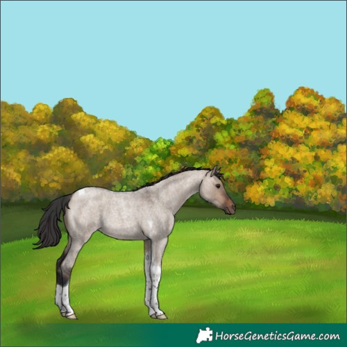 Horse Color:Brown Roan Dun Tobiano