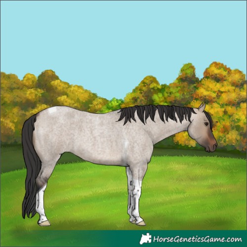 Horse Color:Brown Roan Dun Tobiano 