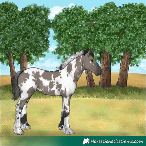 Horse Color:White Spotted Grullo 