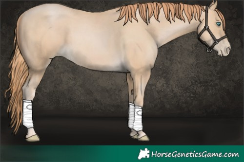 Horse Color:Smoky Black Pearl