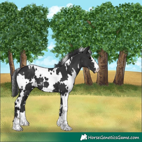 Horse Color:White Spotted Black