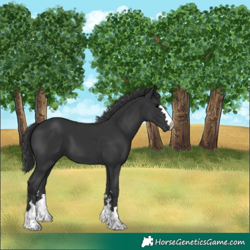 Horse Color:Black 