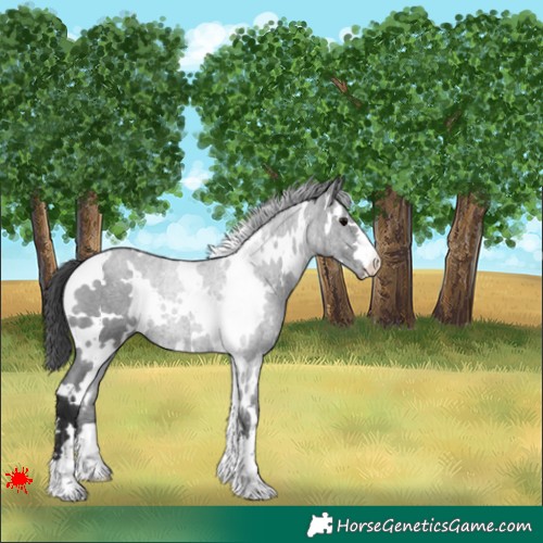 Horse Color:White Spotted Black