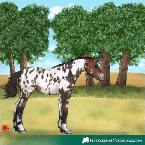 Horse Color:White Spotted Bay Blanket