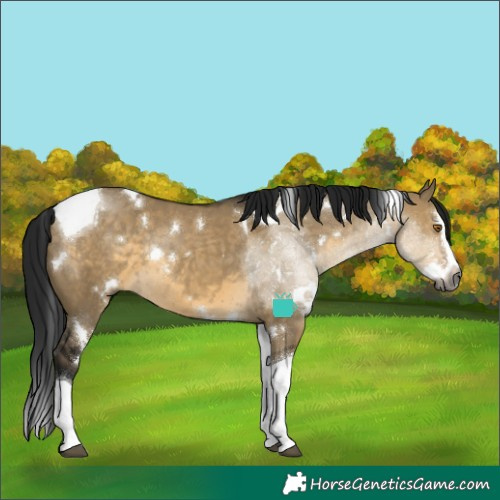 Horse Color:Gray White Spotted Buckskin Dun Splash Tobiano Rabicano 