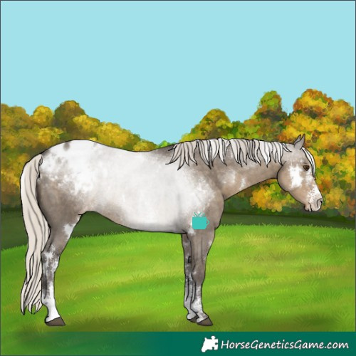 Horse Color:White Spotted Silver Smoky Grullo Sabino Appaloosa Rabicano 