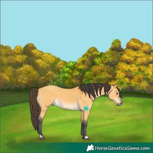 Horse Color:Buckskin Dun