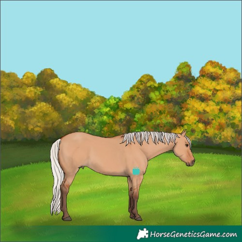 Horse Color:Silver Bay Dun Rabicano 