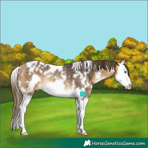 Horse Color:White Spotted Buckskin Splash Frame Blanket Rabicano