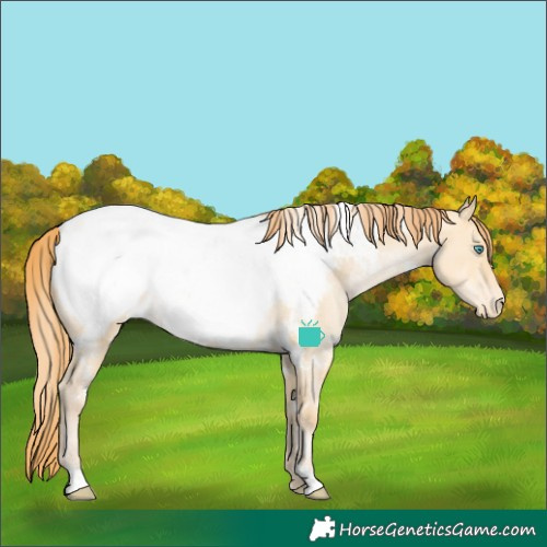 Horse Color:White Spotted Buckskin Pearl Dun Appaloosa
