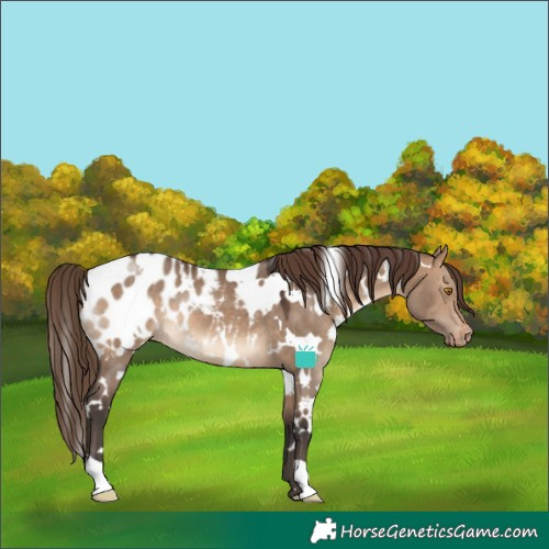 Horse Color:White Spotted Brown Dun Appaloosa