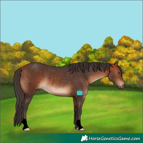 Horse Color:Bay Rabicano 