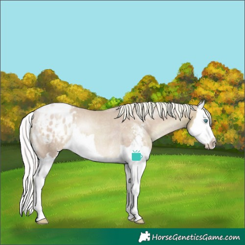 Horse Color:Watercolor Silver Smoky Black Pearl Sabino Splash Appaloosa Rabicano 