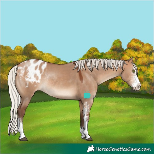 Horse Color:Silver Bay Dun Sabino Appaloosa Rabicano 