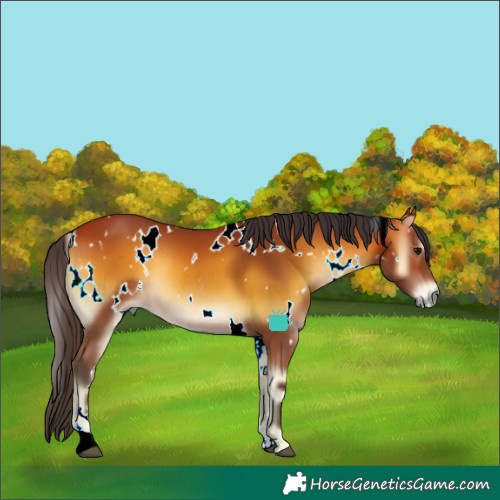 Horse Color:White Spotted Bay Onyx Rabicano