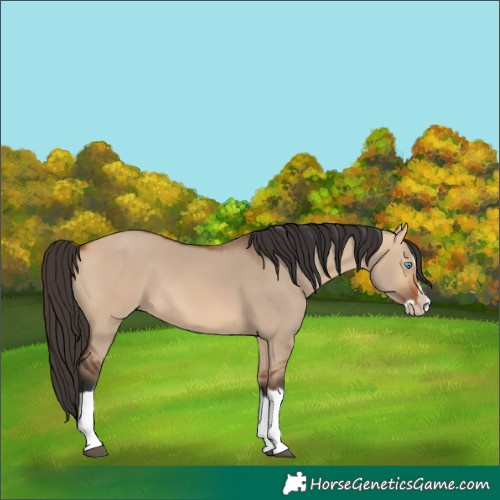 Horse Color:Unknown