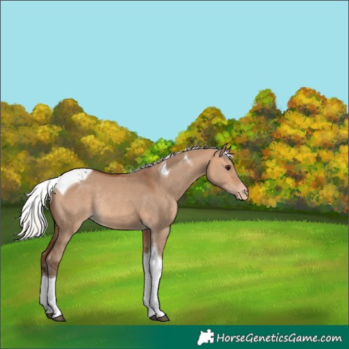 Horse Color:Silver Bay Dun Tobiano Appaloosa Rabicano 