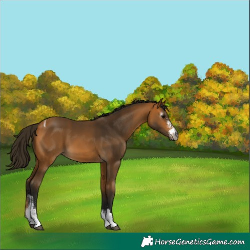 Horse Color:Gray Buckskin Sabino Tobiano Appaloosa 