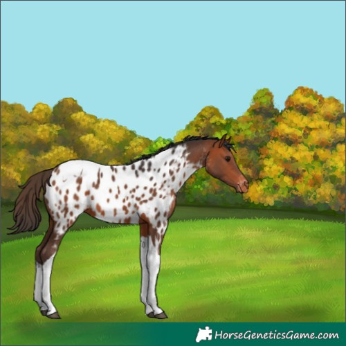 Horse Color:Bay Tobiano Appaloosa 