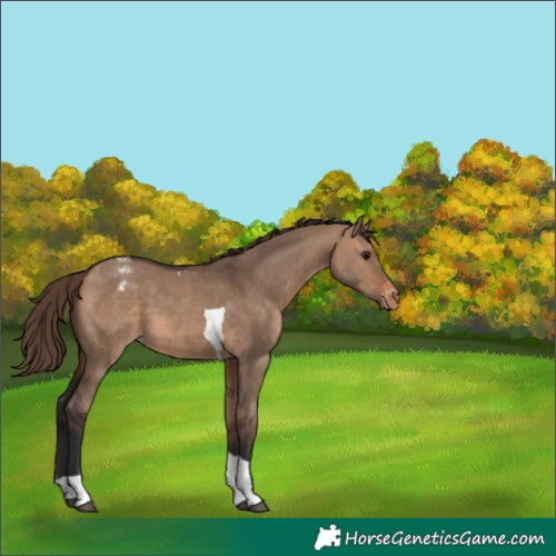 Horse Color:Bay Dun Tobiano Appaloosa