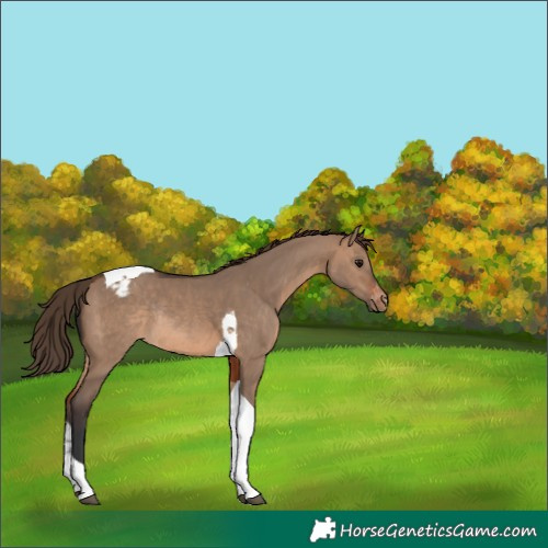 Horse Color:Brown Dun Tobiano Appaloosa Rabicano 