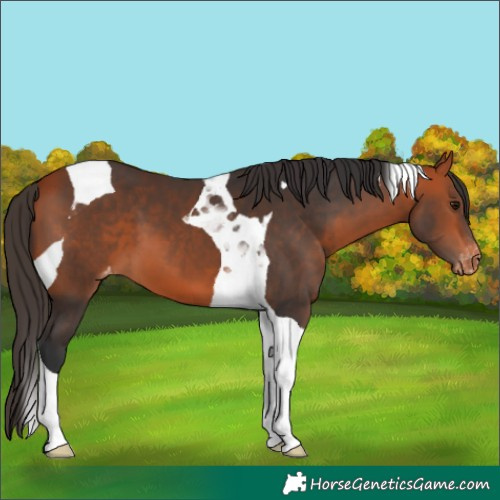 Horse Color:Bay Tobiano Varnish
