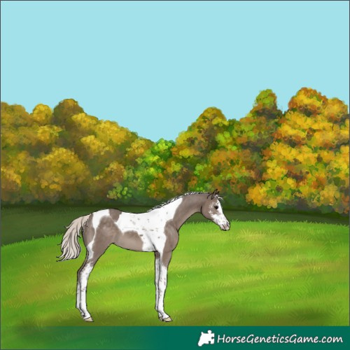 Horse Color:Silver Black Sabino Tobiano
