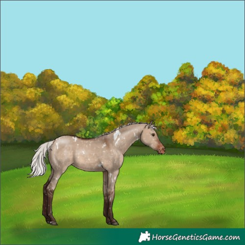 Horse Color:White Spotted Silver Brown Dun Appaloosa Rabicano