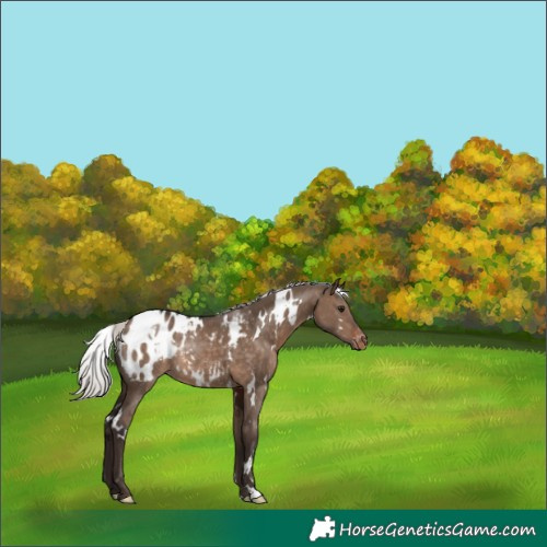 Horse Color:White Spotted Silver Brown Dun Appaloosa Rabicano