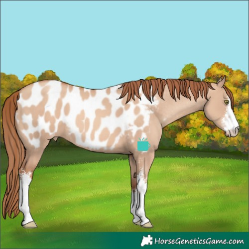 Horse Color:White Spotted Gold Champagne Dun Near Leopard 
