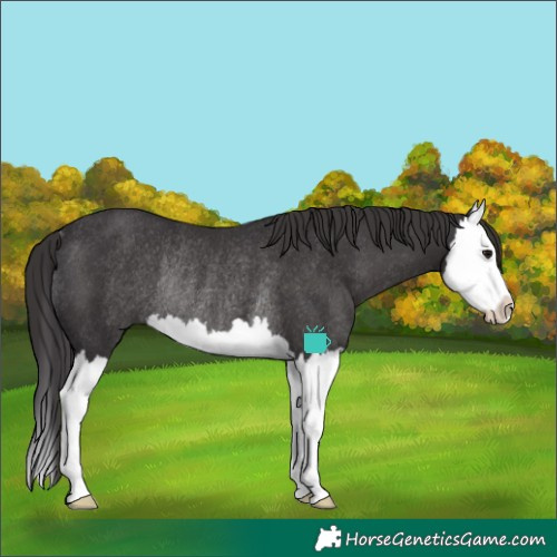 Horse Color:Smoky Black Splash Rabicano 