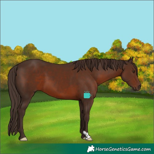 Horse Color:Liver Chestnut 