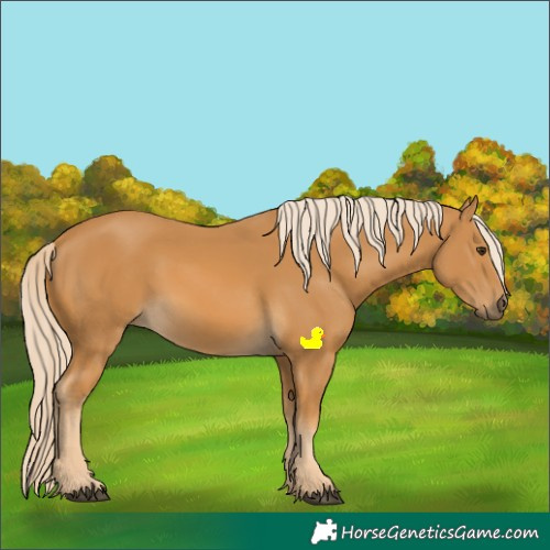 Horse Color:Palomino