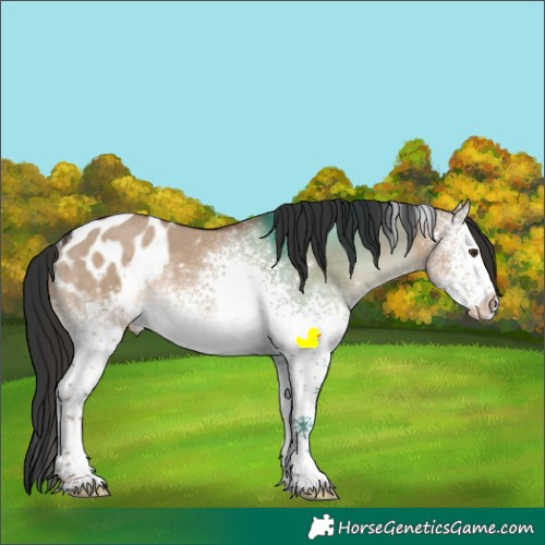 Horse Color:White Spotted Liver Red Dun Blanket Rabicano 