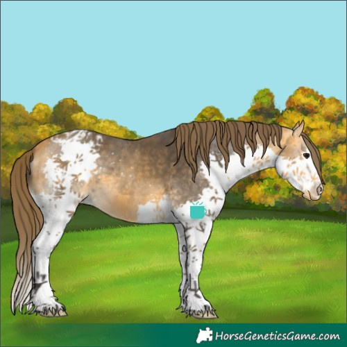 Horse Color:Buckskin Splash Varnish