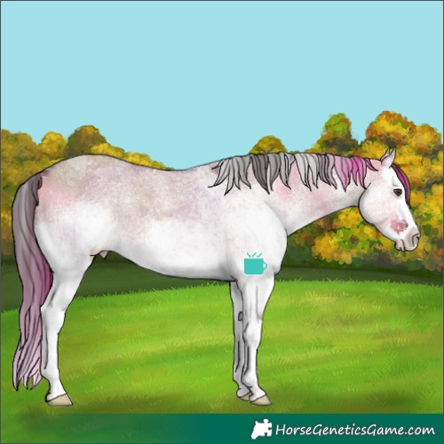 Horse Color:White Spotted Liver Red Dun Splash Appaloosa Rabicano