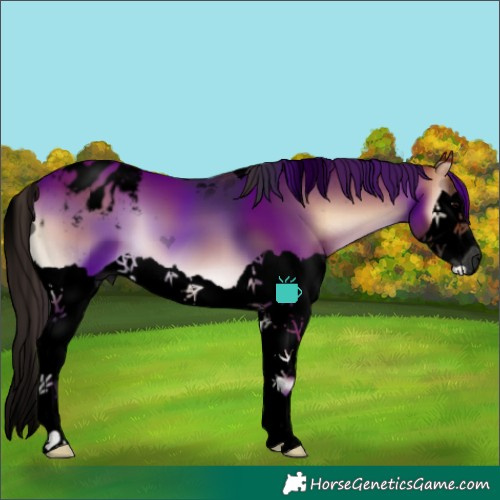 Horse Color:Void Bay Onyx Splash Appaloosa