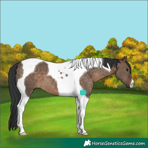 Horse Color:Brown Dun Tobiano