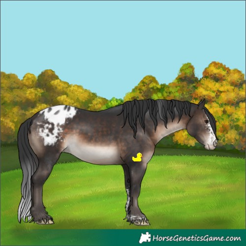 Horse Color:Brown Sabino Tobiano Appaloosa Rabicano