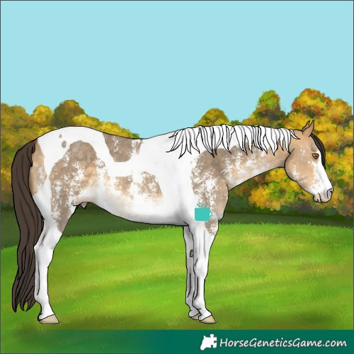 Horse Color:Buckskin Dun Sabino Tobiano 