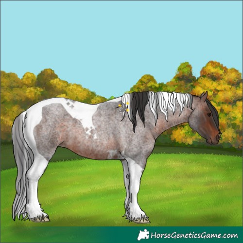 Horse Color:Brown Roan Tobiano
