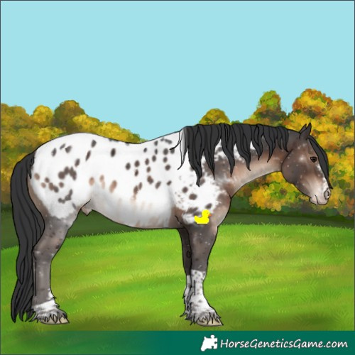 Horse Color:Brown Sabino Tobiano Appaloosa 