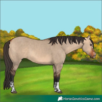 Horse Color:Bay Dun and Bay Dun